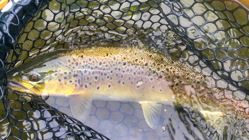 190910 tradium fiske trout