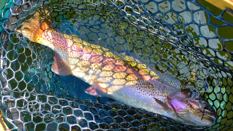 190916 milldam net trout