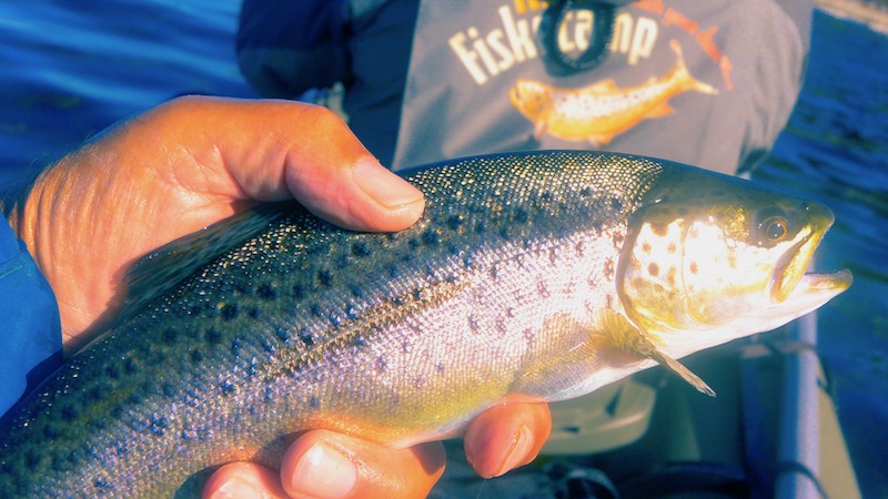 Ørred fra Mariager Fjord 190921 maraiger larsb trout