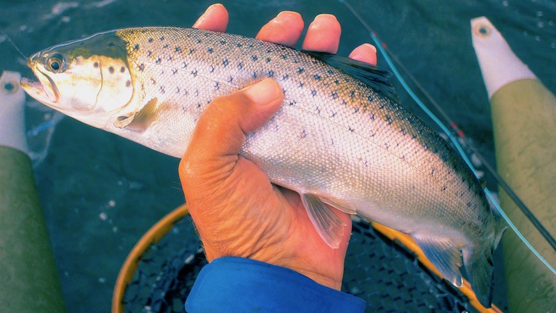 191004 stevns trout