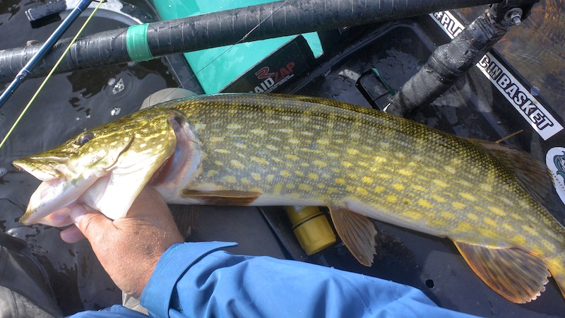 191012 blekinge sturko gedde