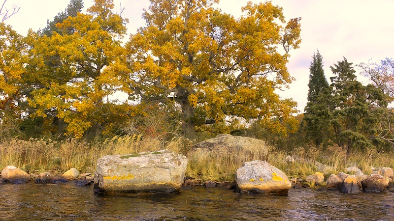 191014 puka trees stone