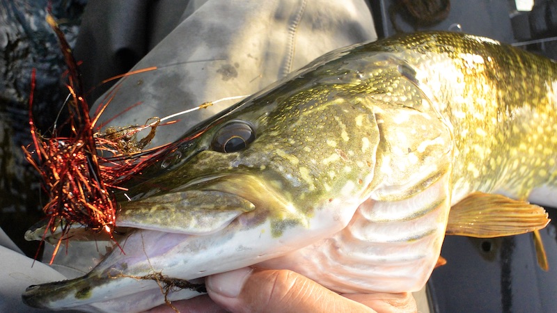 191015 almoe gedde flue