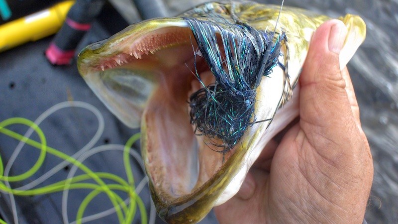 191016 torsterberge gedde