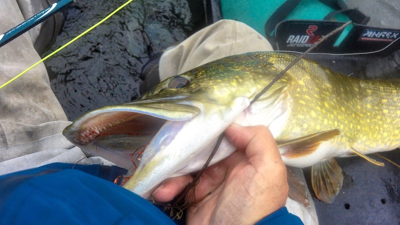 Gedde på flue 191024 bredning pike on fly