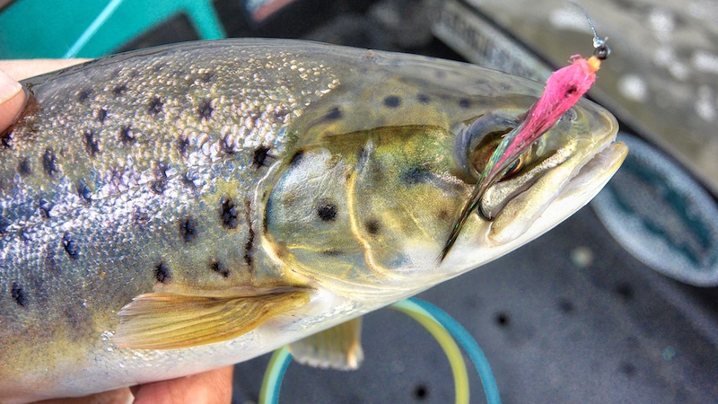 191030 udbyhoj trout