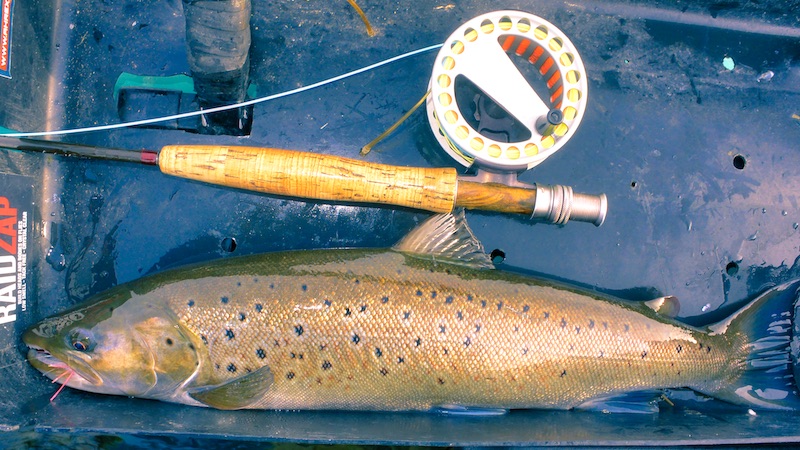 Han ørred 191101 moen trout