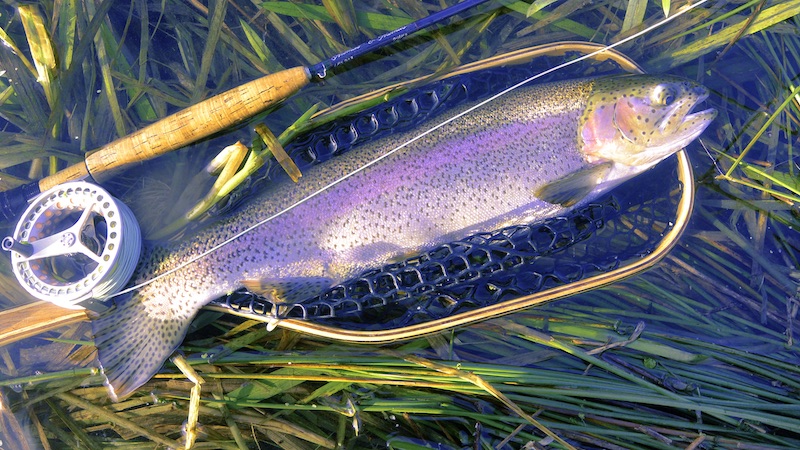 Regnbueørred 191120 milldam rainbow