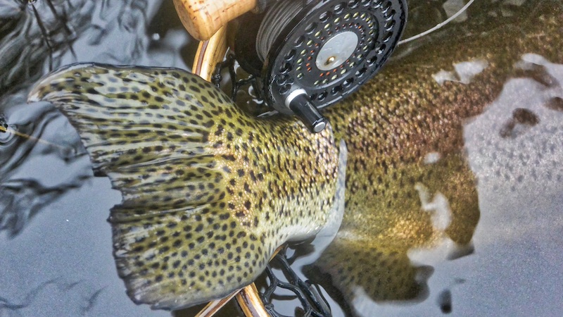 191124 milldam tail
