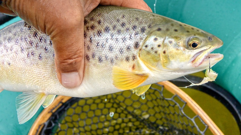 Ørred 191224 kongsdal trout