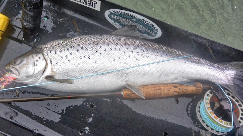 Havørred 200109 stevns trout
