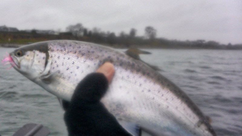 200109 stevns trout nordkyst