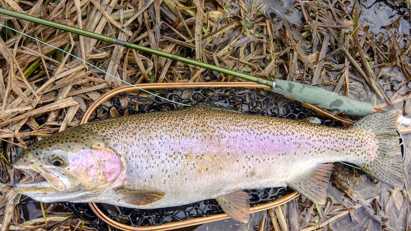 Regnbueørred 200116 milldam rainbow