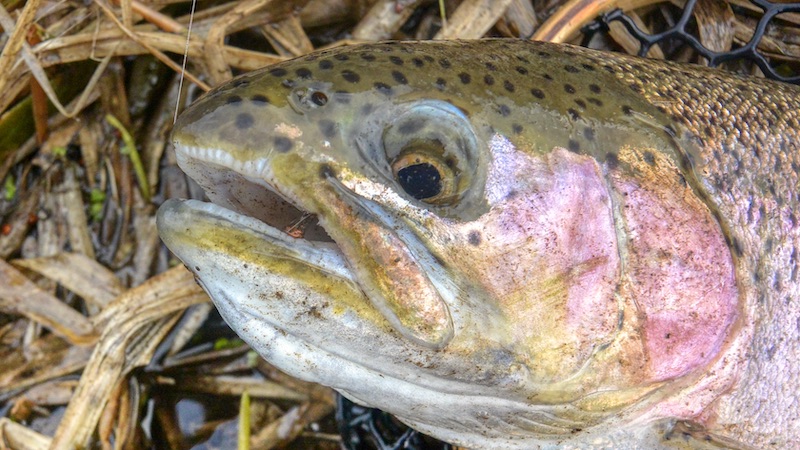 Regnbueørred 200116 milldam rainbow nymp