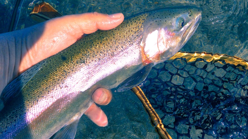 200207 taupo rainbow trout