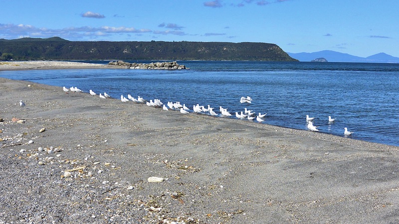 200207 taupo seaguls