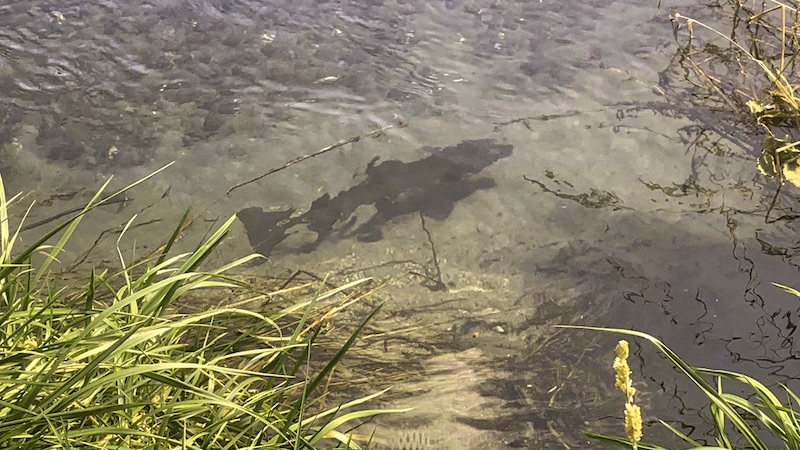 200207 taupo trout