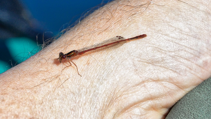 200210 lakeo damsel