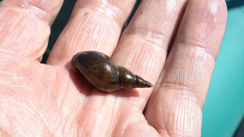 200210 lakeo snail