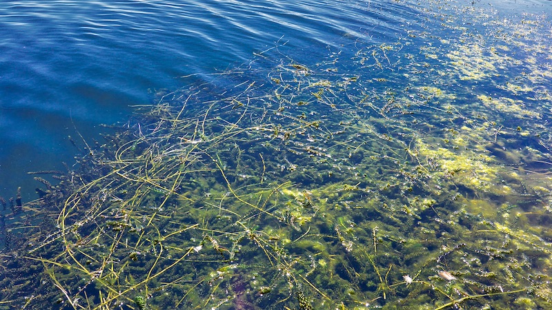 200210 lakeo weed