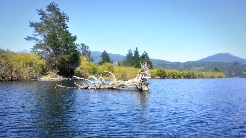 200212 lake taupo tree