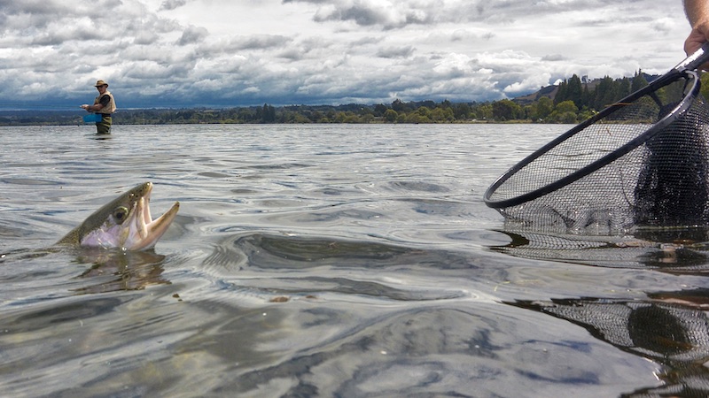 200219 roturua trout net