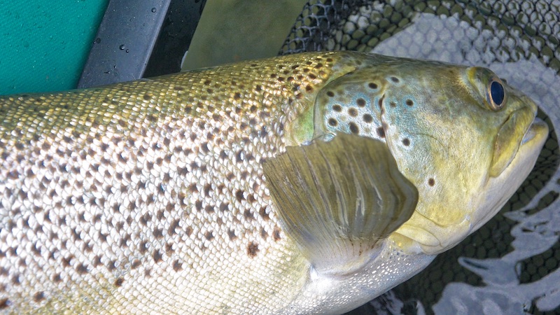 200227 lakeTaupo trout