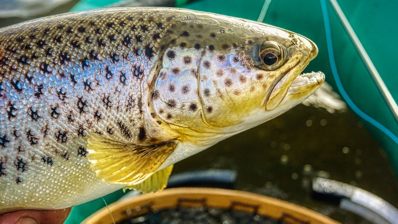 Ørred fra Mariager Fjord 200311 ornedalen trout