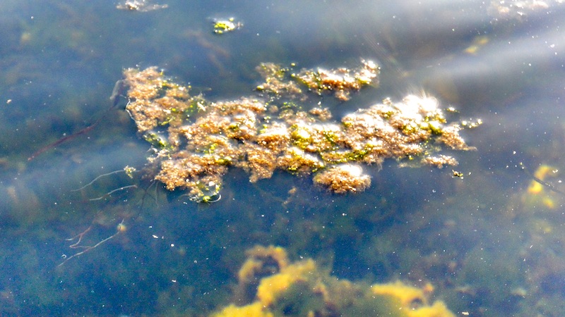 200327 stines minde brun alger