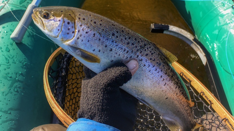 200331 yderfjorden randers trout