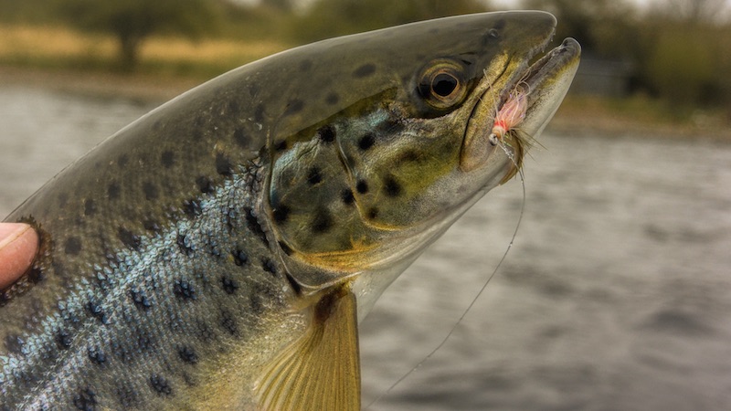 Ørred 200411 vive trout
