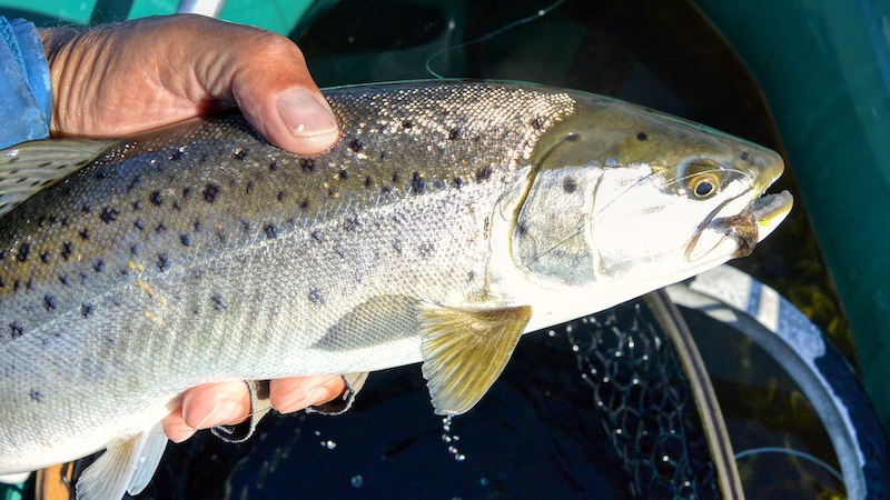 200419 yderfjorden trout