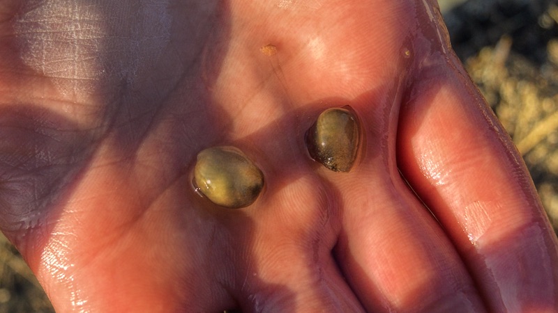 200420 helnaes floatings