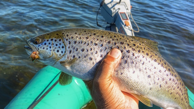 200421 helnaes trout hand