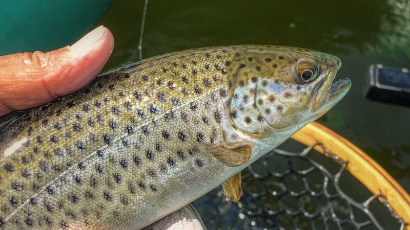 200425 fladbjerg trout
