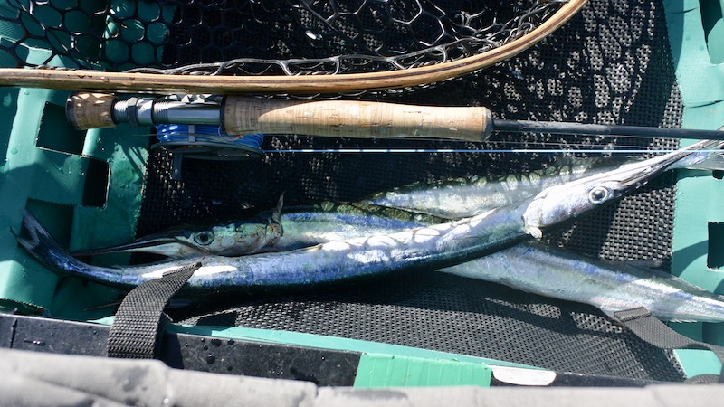 200507 samsoe hornfisk 