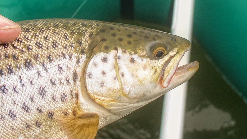 Ørred fra Randers Fjord 200510 udbyhoj trout
