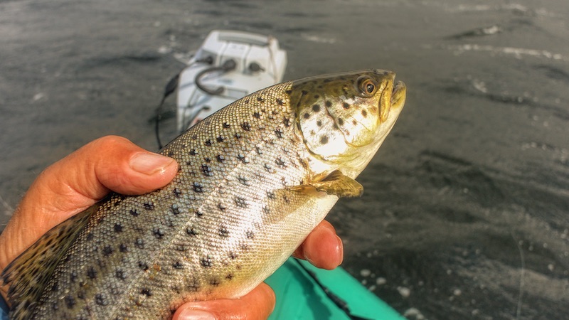Ørred 200519 hobro trout