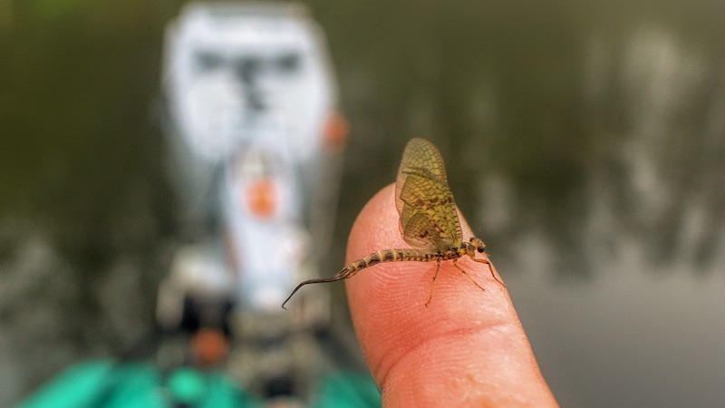 Døgnflue 200526 tange mayfly