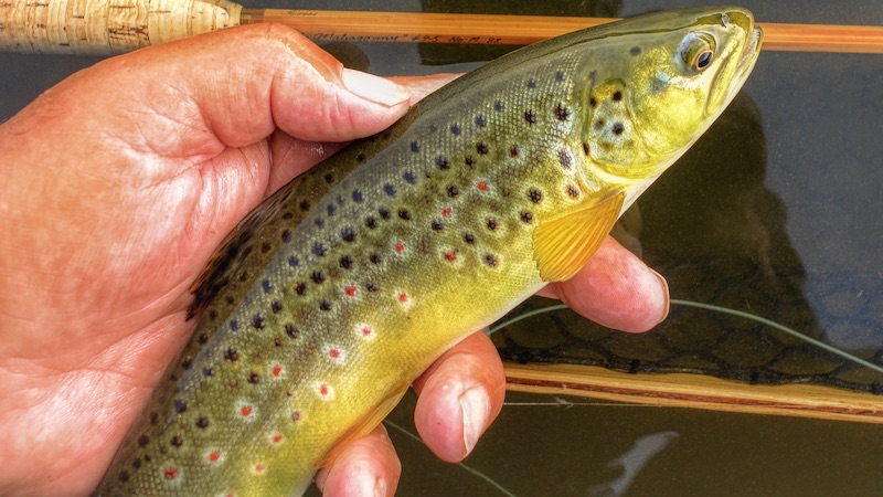 Bækørred 200527 milldam browntrout