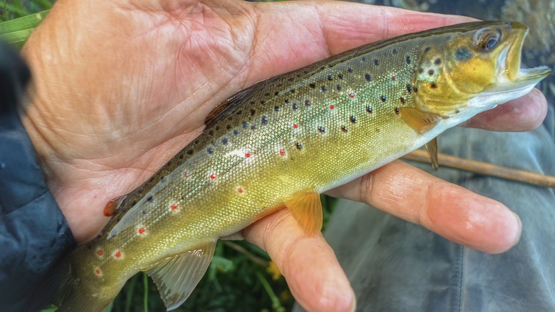 Ørred 200601 mill trout