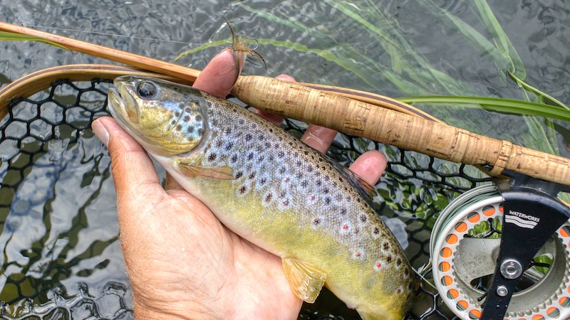 200609 gjern trout rod