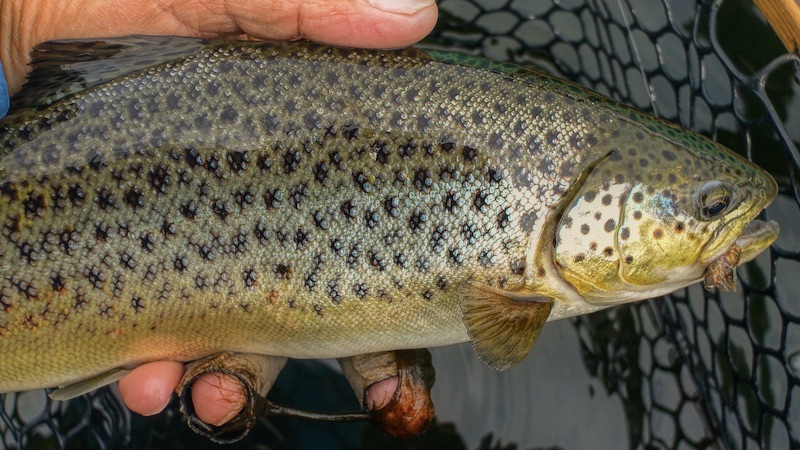 Fjordørred 200612 lergrav trout