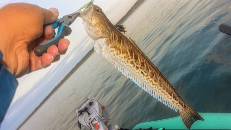 Fjæsing 200613 hirtshals fjaesing