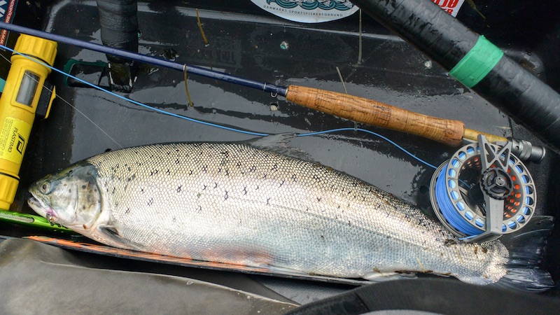 Havørred 200613 hirtshals trout