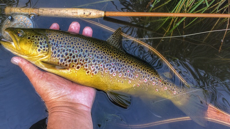 Bækørred 200618 milldam brown