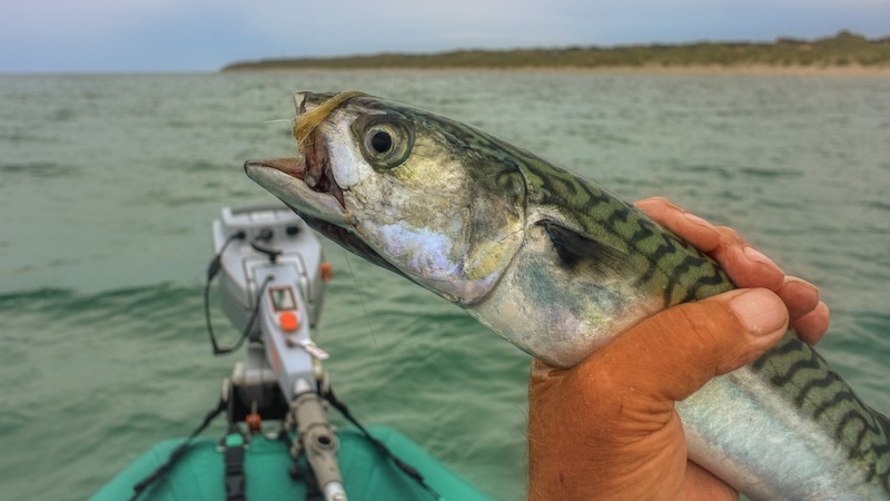 200619 hirtshals makrel