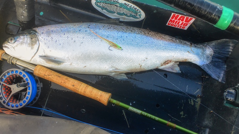 200619 hirtshals seatrout