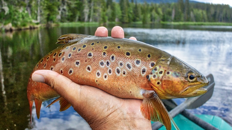 200701 rena trout