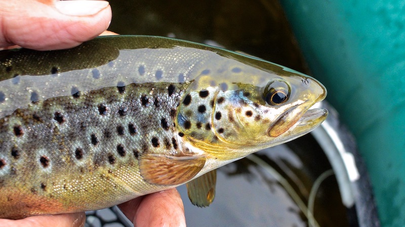 Ørred 200704 rena trout